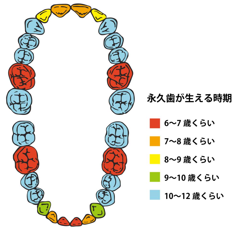 😮‍💨口呼吸は子どもの歯並びに影響する？ プレオル...